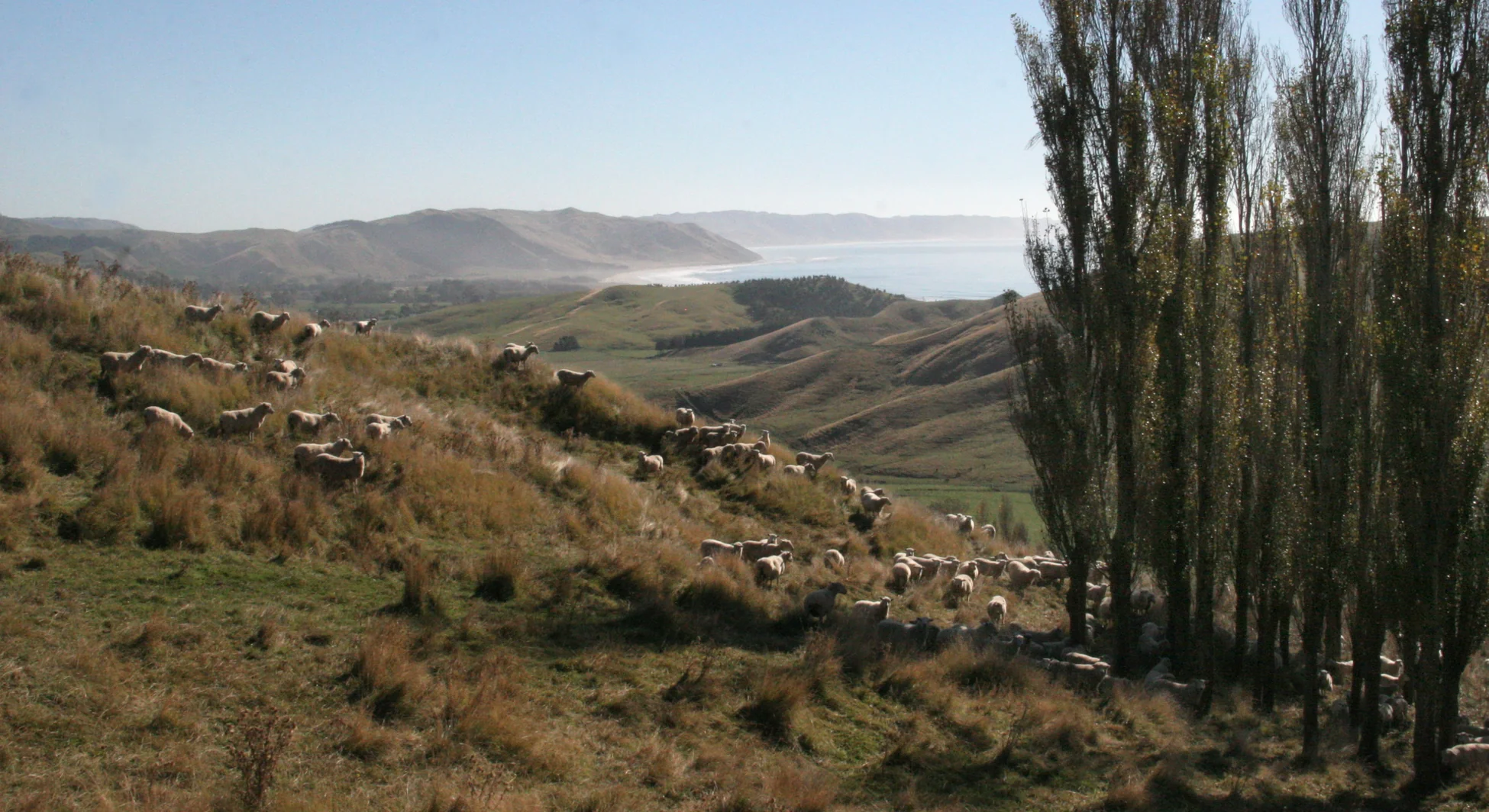 Pristine Pasture to Your Plate